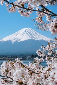 Cherry blossom tree with snowcapped mountain in background