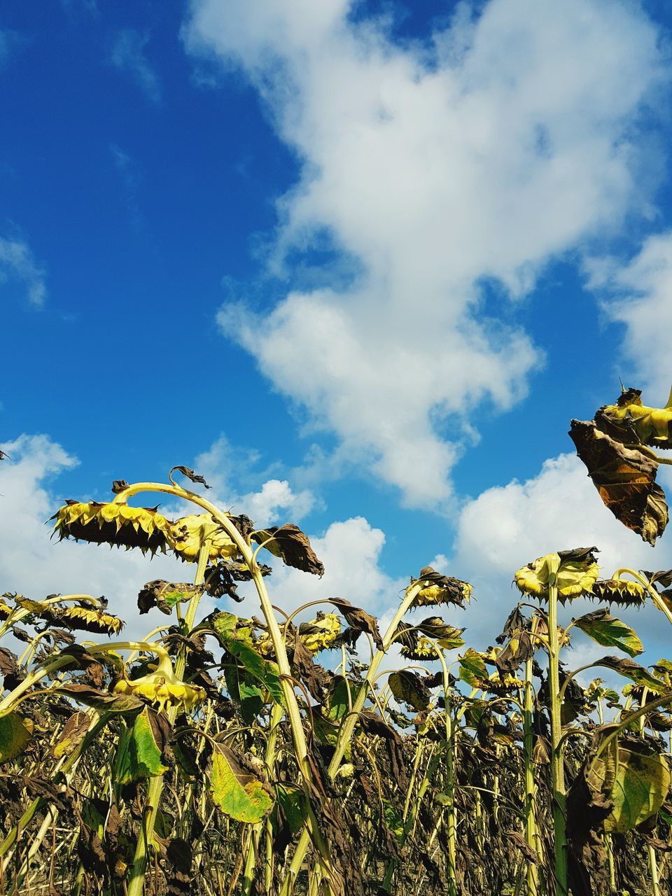 growth, sky, low angle view, nature, cloud - sky, day, beauty in nature, plant, leaf, no people, outdoors, tranquility, flower, blue, scenics, fragility, freshness, close-up