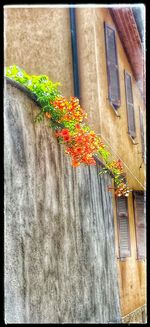 Ivy growing on brick wall