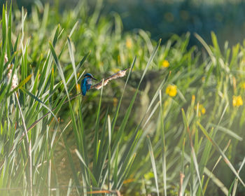 High angle view of bird on field