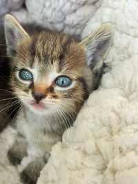 Close-up portrait of kitten