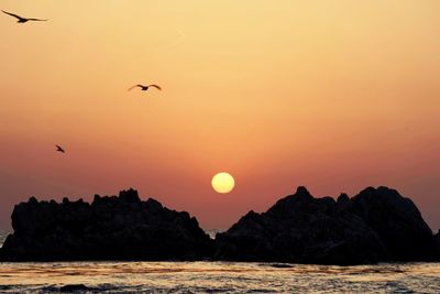 Silhouette birds flying over sea against orange sky