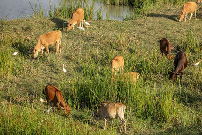 Cows grazing in field