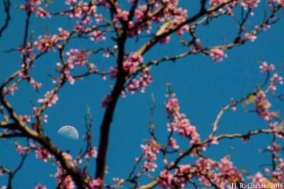 Low angle view of cherry blossom tree