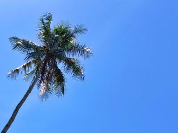 Low angle view of palm tree against clear blue sky