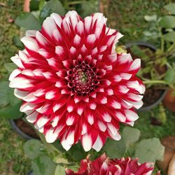 Close-up of red flower blooming outdoors