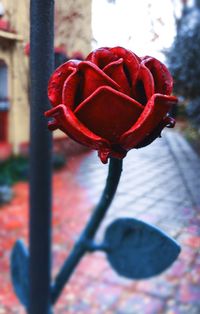 Close-up of red flower against blurred background