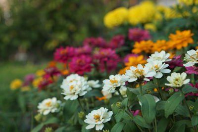 Close-up of pink flowering plants