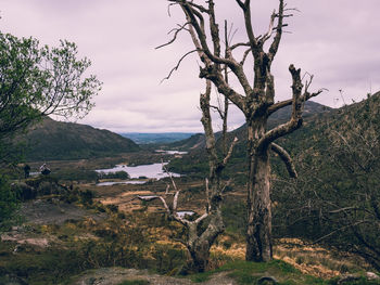 Bare trees on landscape against sky