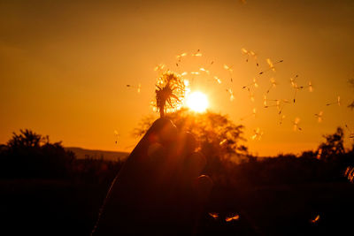 Silhouette person holding plant against sky during sunset