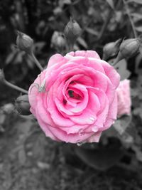 Close-up of pink flower blooming outdoors