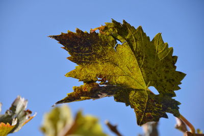 Low angle view of maple leaf against blue sky