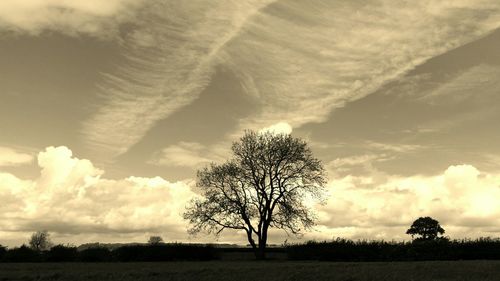 Bare trees on field against cloudy sky