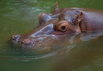 Close-up of hippopotamus in lake