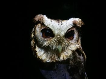 Close-up portrait of owl against black background