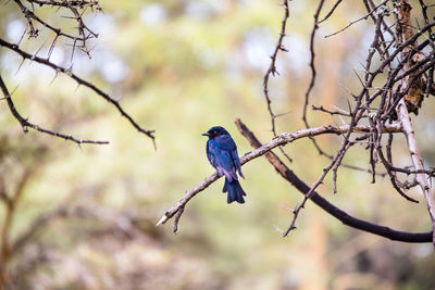 Bird perching on branch