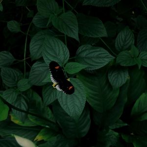 High angle view of ladybug on leaf