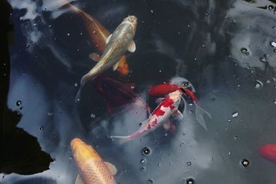 High angle view of koi carps swimming in pond