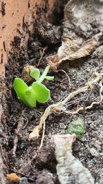 Close-up of small plant