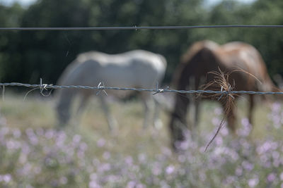 Close-up of barbed wire fence on field, horses in background 