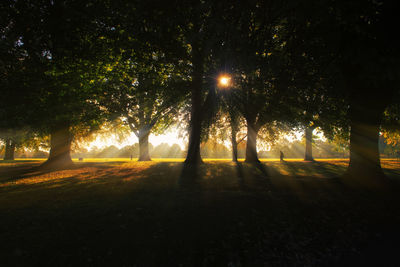 Sunlight streaming through trees on field