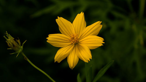 Close-up of yellow cosmos flower blooming outdoors