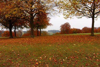 Trees in autumn