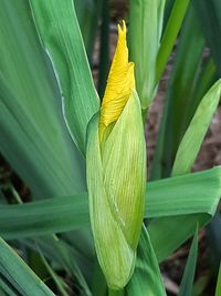 Close-up of green leaf on plant