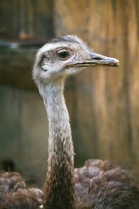 Close up of a bird