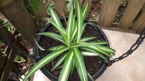 High angle view of potted plant