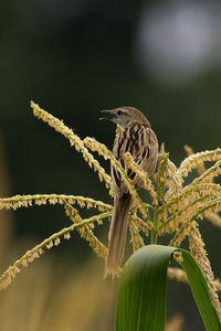 Close-up of bird perching on tree