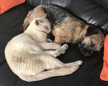 High angle view of dog sleeping