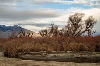 Bare trees on field against sky