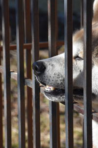 Close-up of akita