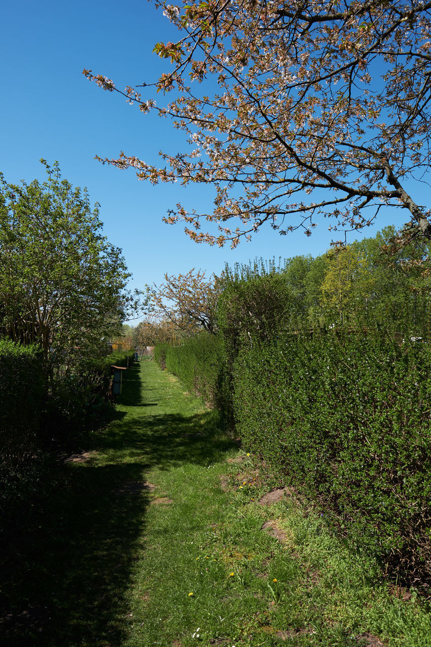 TREES AND PLANTS AGAINST SKY