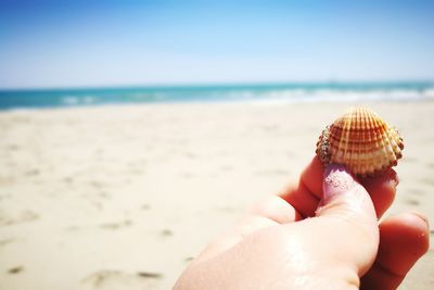 Close-up of hand holding seashell at beach