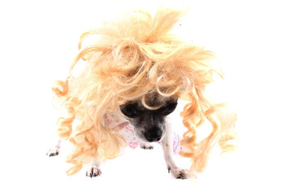 Close-up of a dog over white background