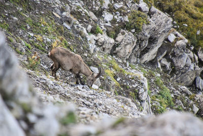 View of sheep on rock