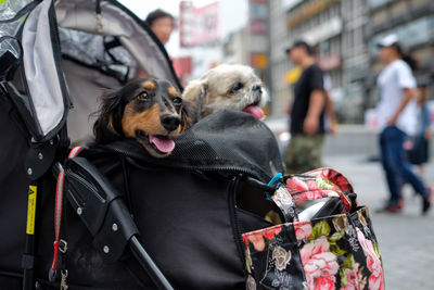 Two dogs in carrier