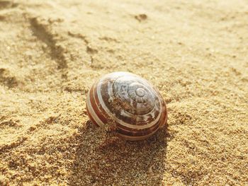 Close-up of shell on sand