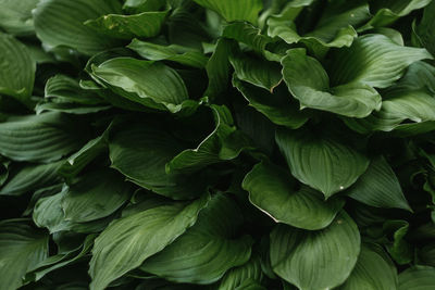 Full frame shot of green leaves