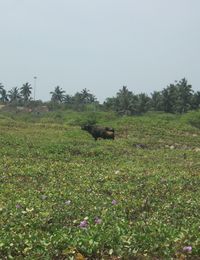 Cow on grassy field