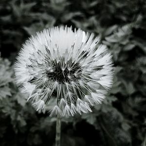 Close-up of flower