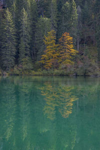 Scenic view of lake in forest