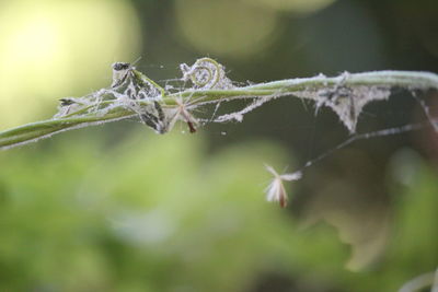 Close-up of frozen plant leaves during winter