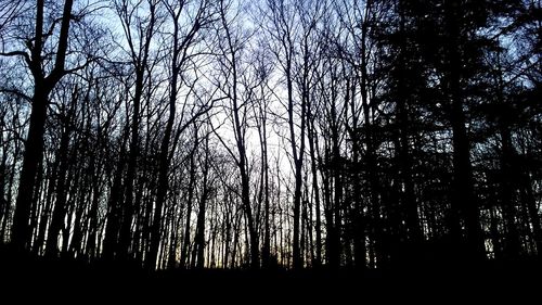 Low angle view of trees in forest