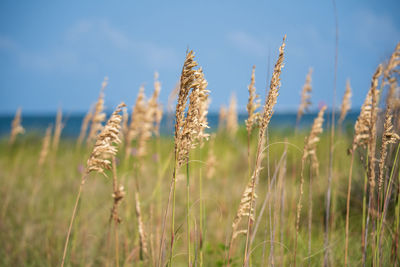 Close-up of stalks in field against sky