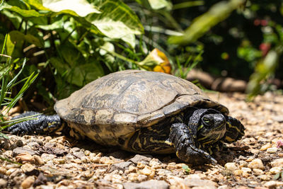 Close-up of turtle