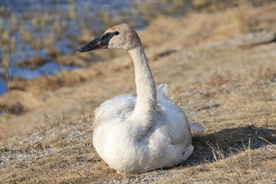 Close-up of goose on field