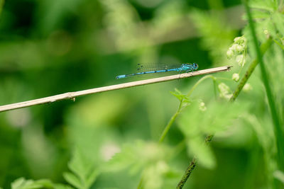 Close-up of dragonfly on blade of grass